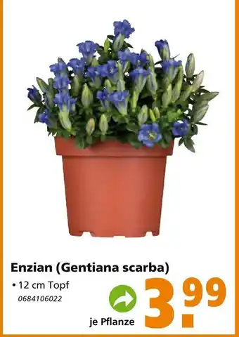 Globus Baumarkt Enzian (Gentiana scarba) Angebot