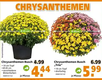 Globus Baumarkt Chrysanthemen Busch Trio Angebot