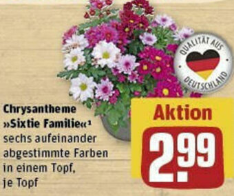 REWE Chrysantheme >>Sixtie Familie«< Angebot