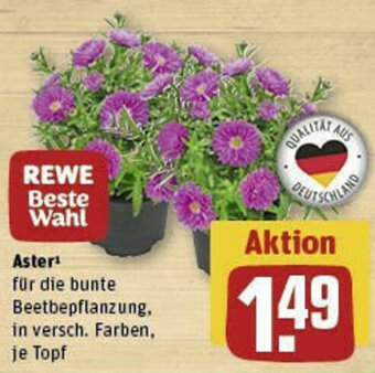 REWE Aster Angebot