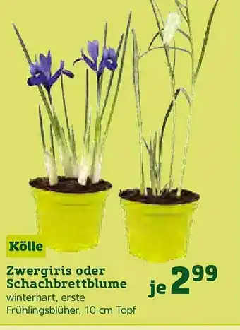 Pflanzen Kölle Kölle Zwergiris oder Schachbrettblume Angebot