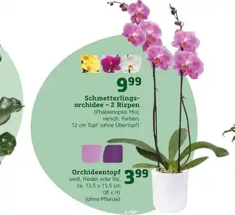 Pflanzen Kölle Orchideentopf Angebot