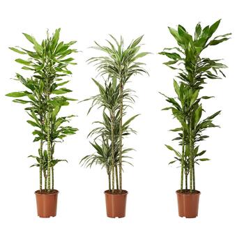 IKEA Dracaena deremensis pflanze versch. arten/drachenbaum Angebot