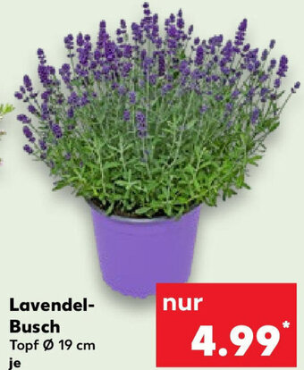 Kaufland Lavendel-Busch Angebot