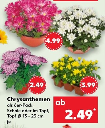 Kaufland Chrysanthemen 6er-Pack, Schale oder Ø 13 - 23 cm Angebot