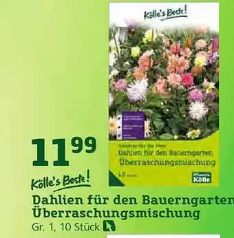 Pflanzen Kölle Kölle's Beste Dahlien für den Bauerngarten Überraschungsmischung Angebot