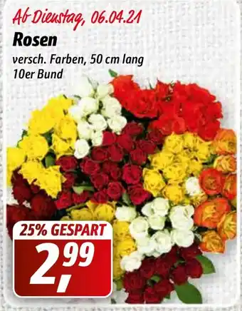 Simmel Rosen Angebot