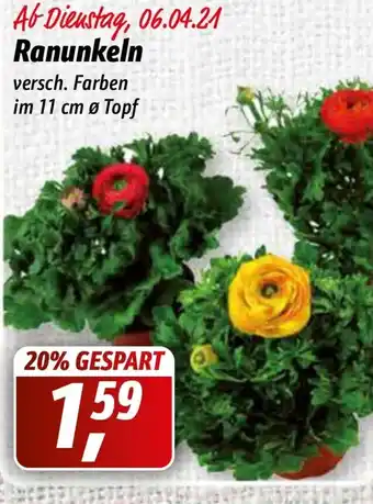 Simmel Ranunkeln Angebot