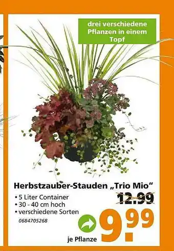 Globus Baumarkt Herbstzauber-stauden „trio Mio” Angebot