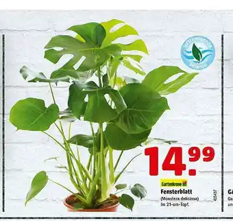 Hagebau Gartenkrone Fensterblatt Angebot