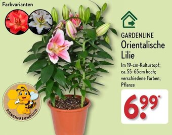 Aldi Nord GARDENLINE Orientalische Lilie Angebot