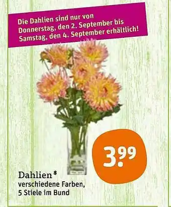 tegut Dahlien Angebot