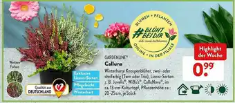 Aldi Süd Gardenline Calluna Angebot