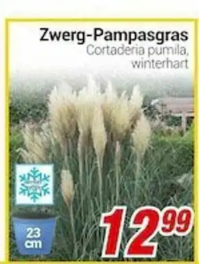 CENTERSHOP Zwerg-pampasgras Angebot