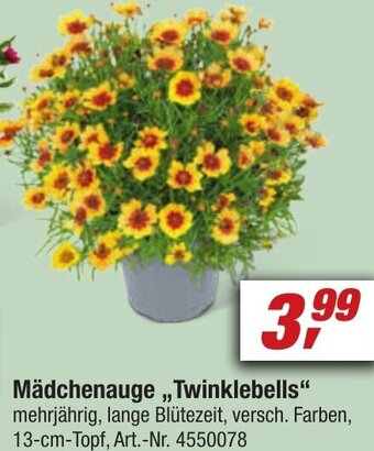 toom Baumarkt Mädchenauge ,,Twinklebells" Angebot