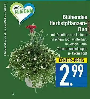 E-Center Blühendes Herbstpflanzen-duo Angebot