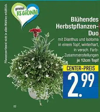 Marktkauf Blühendes Herbstpflanzen-duo Angebot