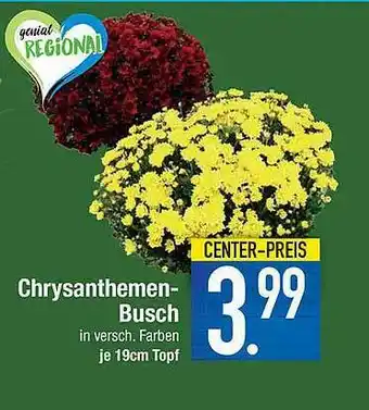 Marktkauf Chrysanthemen-busch Angebot