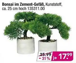 Möbel Boss Bonsai Im Zement-gefäß Angebot