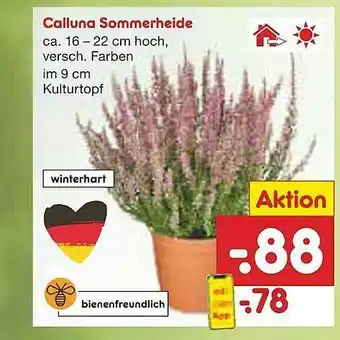 Netto Marken-Discount Calluna Sommerheide Angebot