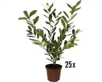 Hornbach Kirschlorbeer 'caucasica' floraself prunus laurocerasus 'caucasica' h 70-80 cm co 5 l mindestbestellmenge 20 stk. für ca. 7 m Angebot