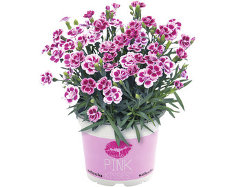 Hornbach Nelke floraself dianthus caryophyllus pink kisses® ø 11 cm topf Angebot