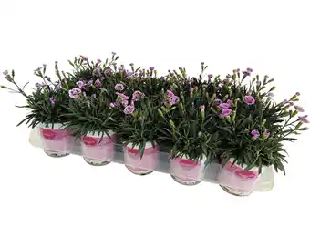 Hornbach Nelke floraself dianthus caryophyllus pink kisses® ø 11 cm topf Angebot