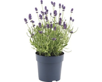 Hornbach Lavendel floraself lavandula angustifolia 'felice' h 15-20 cm ø 12 cm topf Angebot