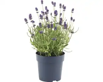 Hornbach Lavendel floraself lavandula angustifolia 'felice' h 15-20 cm ø 12 cm topf Angebot