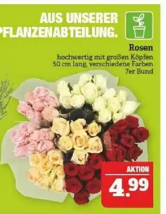 Marktkauf Rosen Angebot