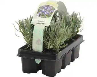 Hornbach Lavendel floraself lavandula angustifolia h 5-20 cm Angebot