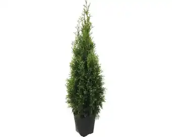 Hornbach Lebensbaum floraself thuja occidentalis 'smaragd' h 125-150 cm im clickco Angebot