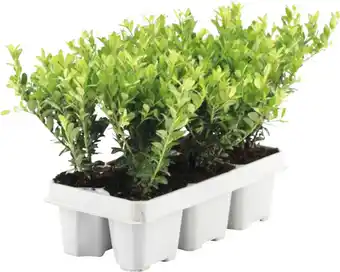 Hornbach Bergilex 6-er pack floraself ilex crenata 'jenny' Angebot