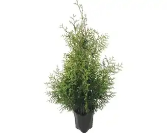 Hornbach Lebensbaum floraself thuja occidentalis 'brabant' h 125-150 cm im clickco Angebot