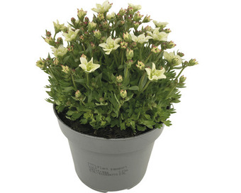 Hornbach Frühlingsstauden floraself versch. sorten ø 12 cm topf Angebot