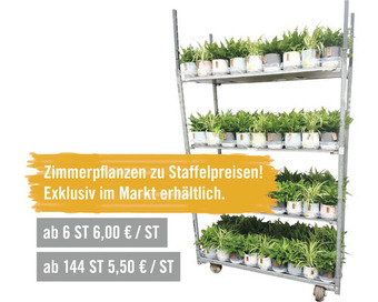 Hornbach Nature mix floraself ø 12 cm topf versch. sorten inkl. keramik übertopf Angebot