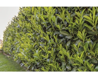 Hornbach Kirschlorbeer, lorbeerkirsche floraself prunus laurocerasus 'caucasica' h 100-125 cm clickco Angebot