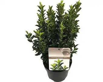 Hornbach Japanischer spindelstrauch 'green spire ' floraself euonymus japonicus 'green spire' h 20-30 cm co 2 l Angebot