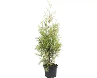 Hornbach Lebensbaum thuja occidentalis 'brabant' 80-100 cm co 6 l Angebot