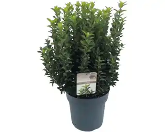 Hornbach Japanischer spindelstrauch 'green spire' floraself euonymus japonicus 'green spire' h 50-60 cm co 10 l buschig Angebot