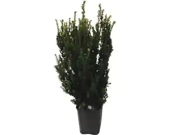 Hornbach Männliche, nicht fruchtende bechereibe floraself taxus media 'hillii' h 80-100 cm clickco Angebot