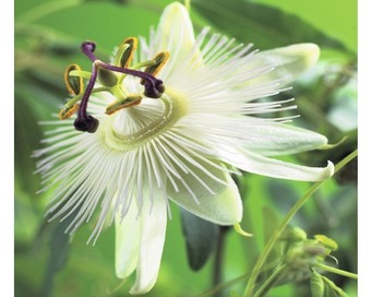 Hornbach Passionsblume floraself passiflora caerulea 'constance elliott' h 50-70 cm co 2,3 l Angebot