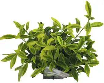 Hornbach Japanischer spindelstrauch floraself euonymus jap. 'siebe' h 25-30 cm co 5 l buschig Angebot