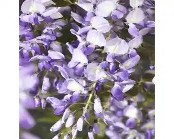 Hornbach Glyzine floraself wisteria sinensis 'prolific' h 50-70 cm co 2,3 l Angebot