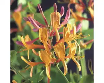 Hornbach Geißblatt floraself lonicera heckrottii 'american beauty' 53-70 cm Angebot