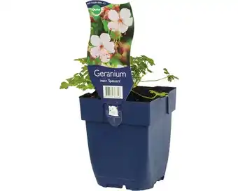 Hornbach Storchenschnabel geranium macrorrhizum 'spessart' h 5-40 cm co 0,5 l (6 stk.) Angebot