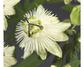 Hornbach Passionsblume floraself passiflora-cultivars 'snow queen' pbr h 50-70 cm co 2,3 l Angebot