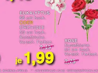 KODi Rose Angebot