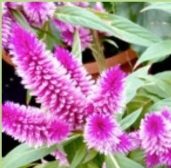 Thomas Philipps Celosia Angebot
