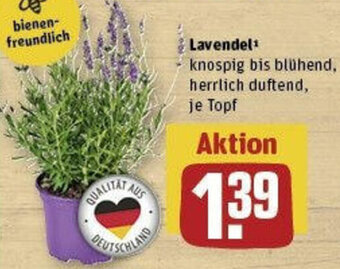 REWE Lavendel Angebot